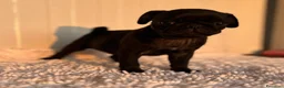 Carlino - Pug perros en venta: Carlino-pug macho - Anuncio 4