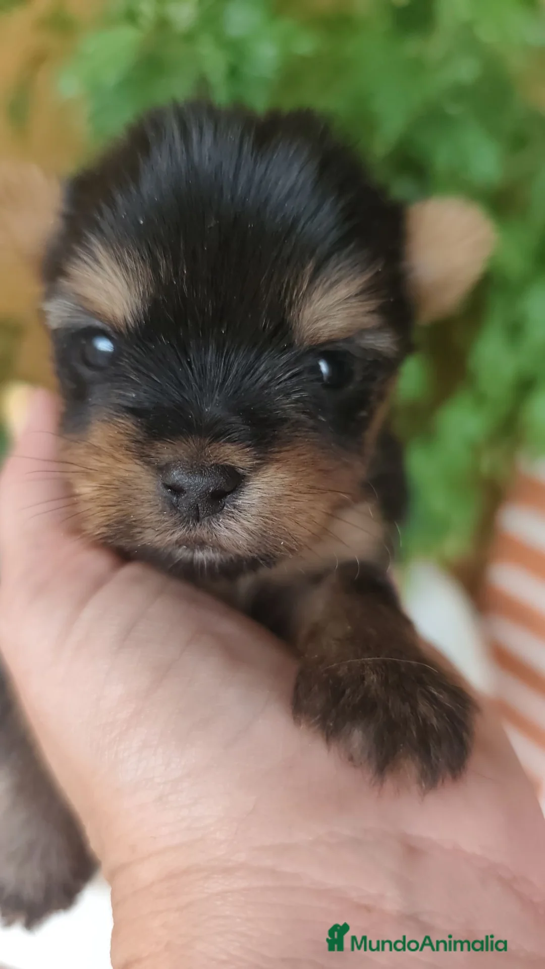 Yorkshire Terrier perros en venta: Yorkshire terrier  en Álava - Anuncio 2