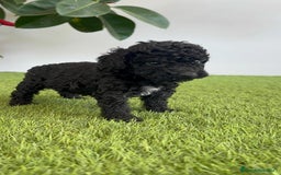 Perro de Agua Español perros en venta: PERRO DE AGUA ESPAÑOL HEMBRA - Imagen 19