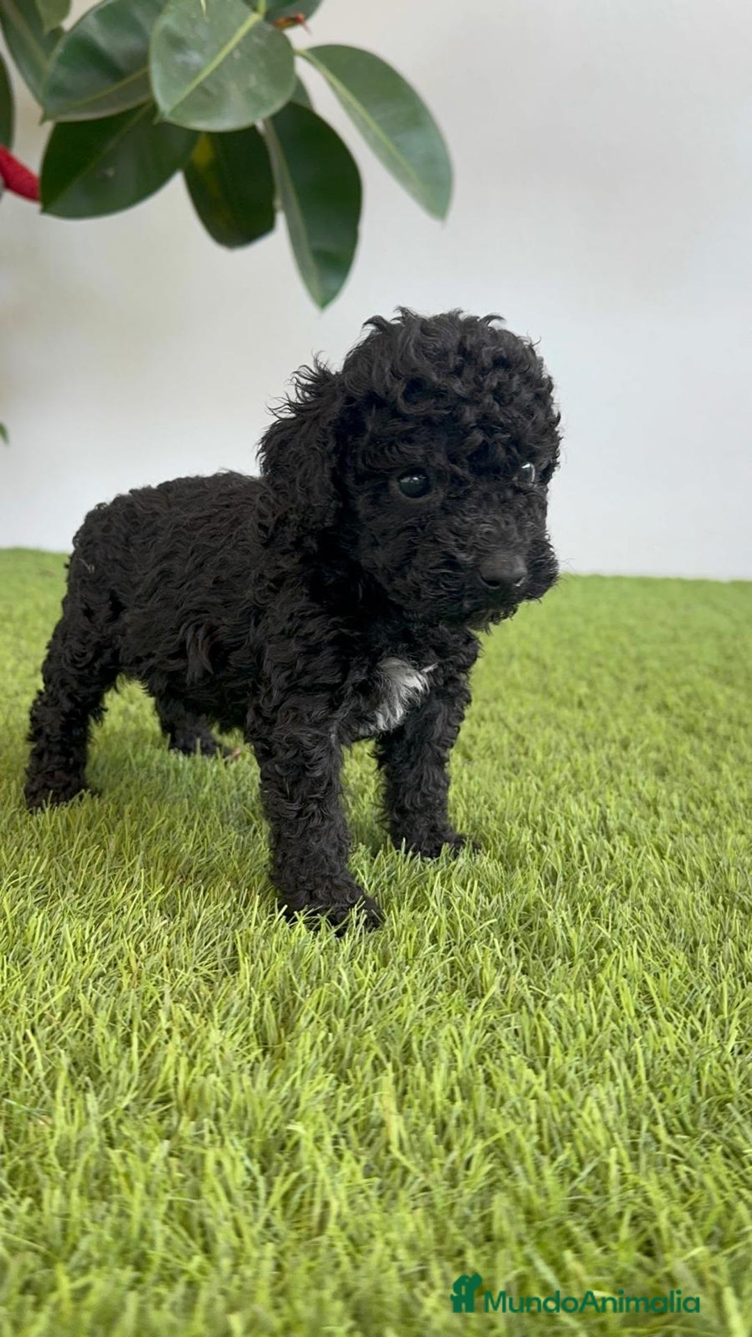 Perro de Agua Español perros en venta: PERRO DE AGUA ESPAÑOL HEMBRA - Imagen 19