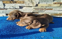 Teckel Miniatura perros en venta: Teckel chocolate miniatura  - Imagen 2