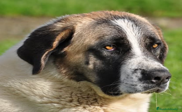 Mastín Español perros - Anuncio 1