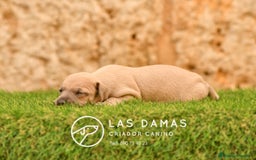Pequeño Lebrel Italiano perros en venta: Hembra piccolo lebrel italiano  - Imagen 4