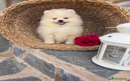 Pomerania perros en venta: Pomeranias disponibles hembra y macho  - Imagen 3