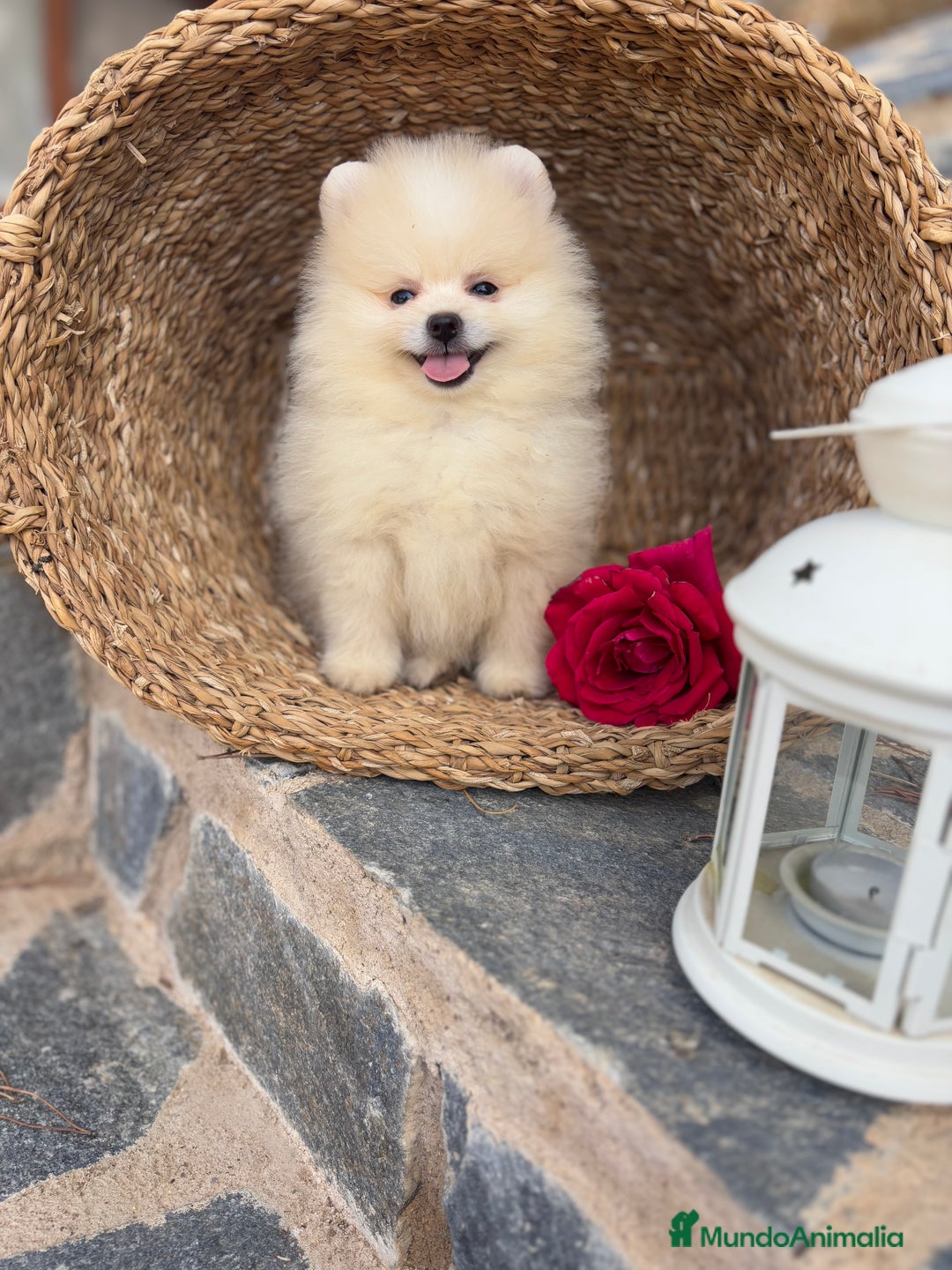 Pomerania perros en venta: Pomeranias disponibles hembra y macho  - Imagen 3