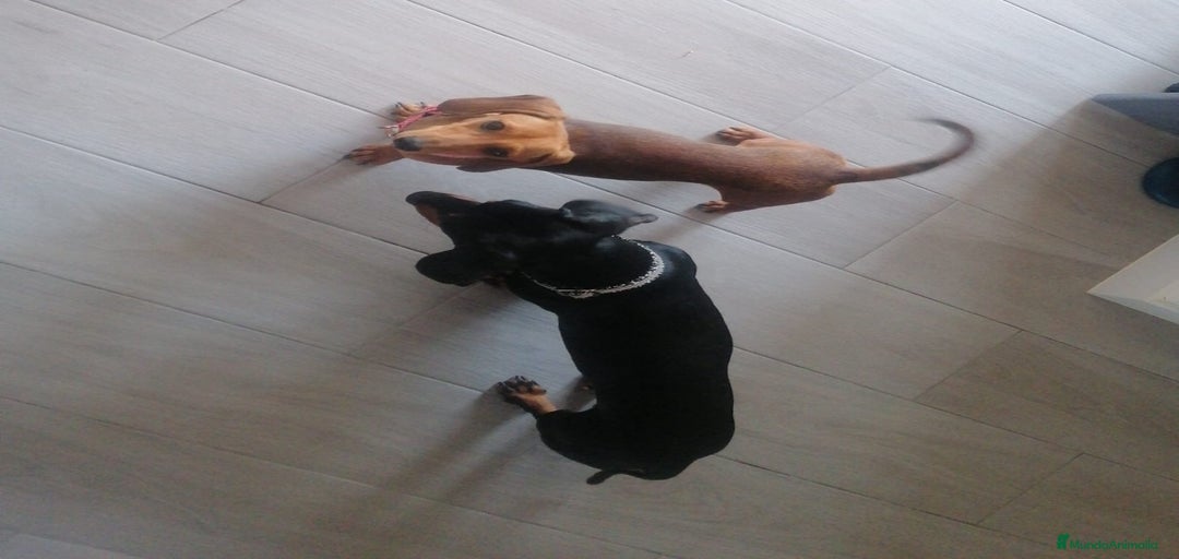 Imagen de galería {{count}}