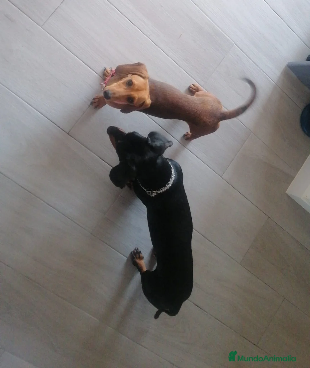 Imagen de galería {{count}}