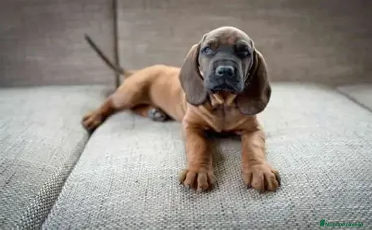 Sabueso de Sangre de Baviera perros - Anuncio 1