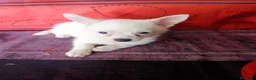 Pomchi perros en venta: Preciosos pomchi mini - Anuncio 2