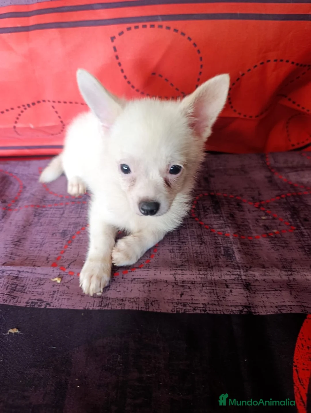 Pomchi perros en venta: Preciosos pomchi mini - Anuncio 2
