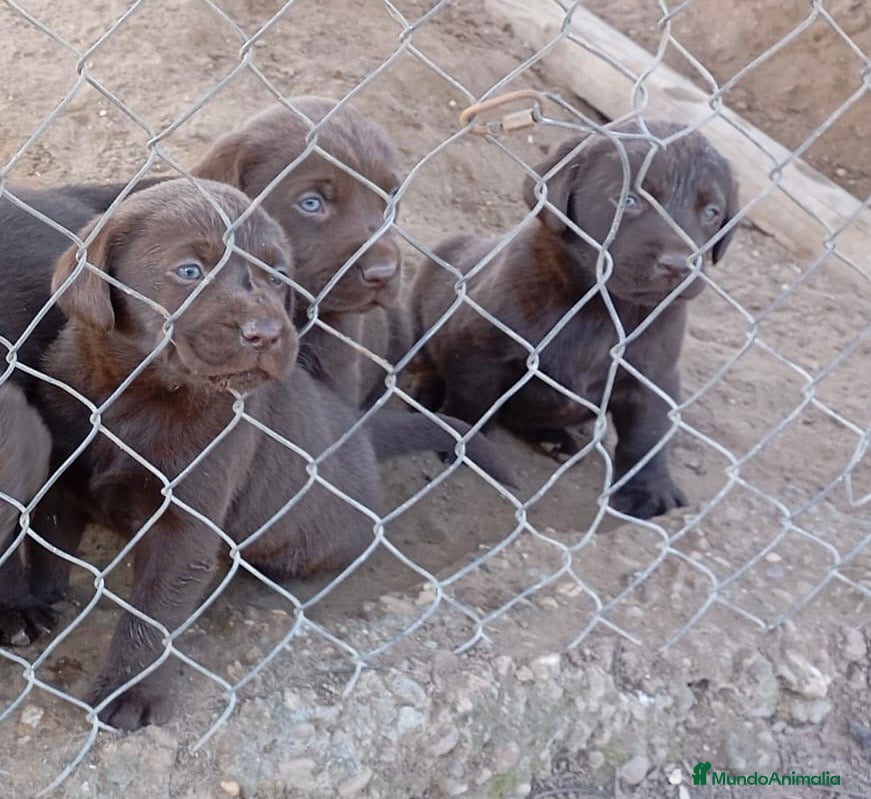 Labrador Retriever perros Espectaculares labradores retriever chocolate en Sevilla - Anuncio 5