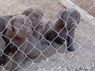 Labrador Retriever perros Espectaculares labradores retriever chocolate en Sevilla - Anuncio 5