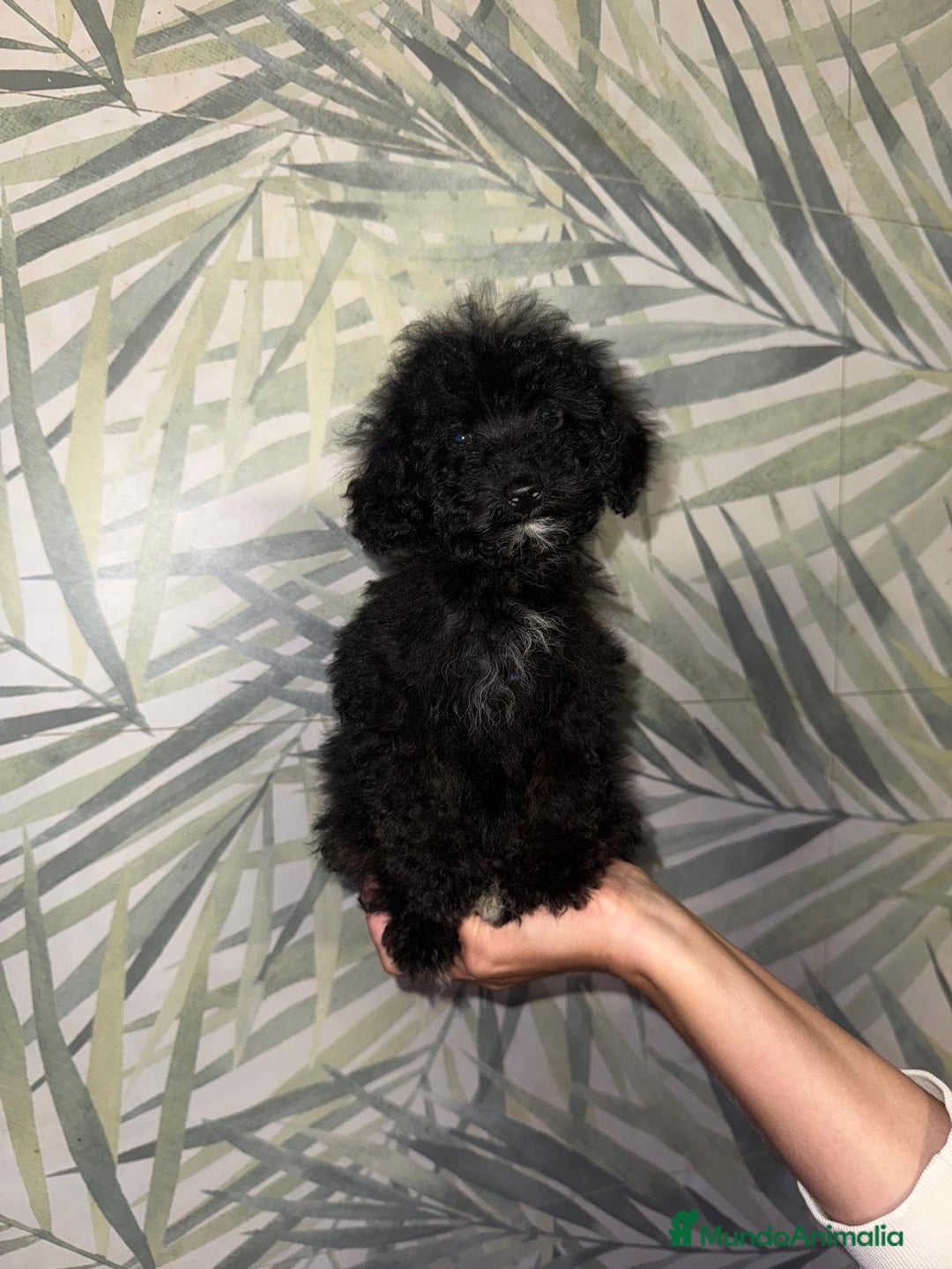 Caniche Toy perros en venta: HEMBRA CANICHE TOY/MINI - Imagen 1