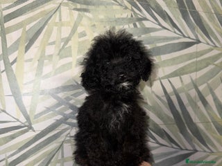 Caniche Toy perros - Anuncio 11
