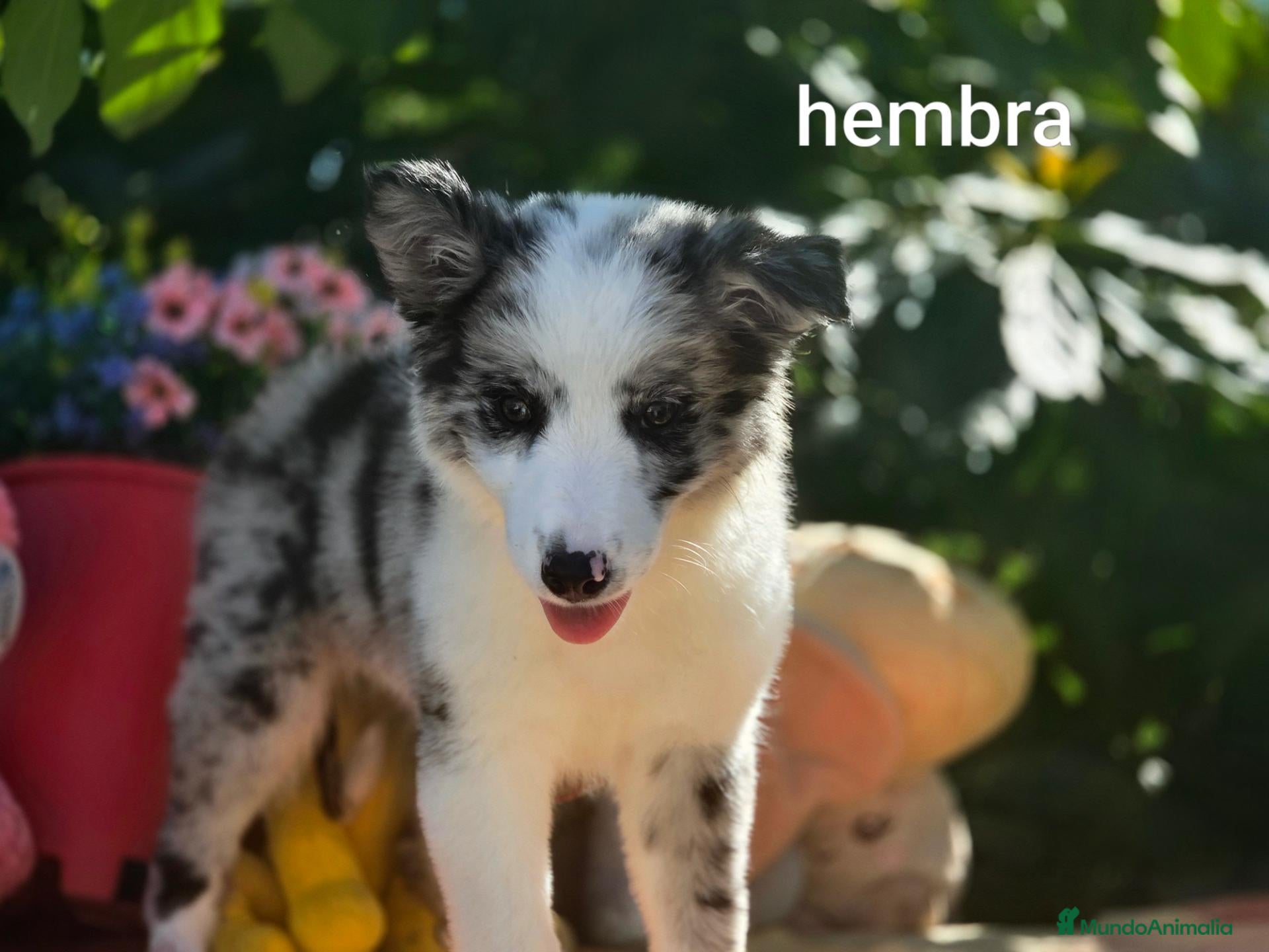 Border Collie perros en venta: Border collie  - Anuncio 17