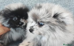 Pomerania perros en venta: POMERANIA MERLE - Anuncio 1