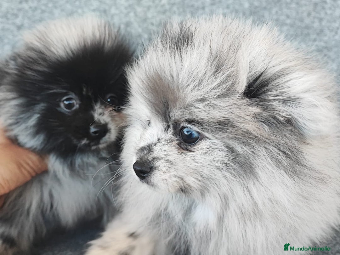 Pomerania perros en venta: POMERANIA MERLE - Anuncio 1