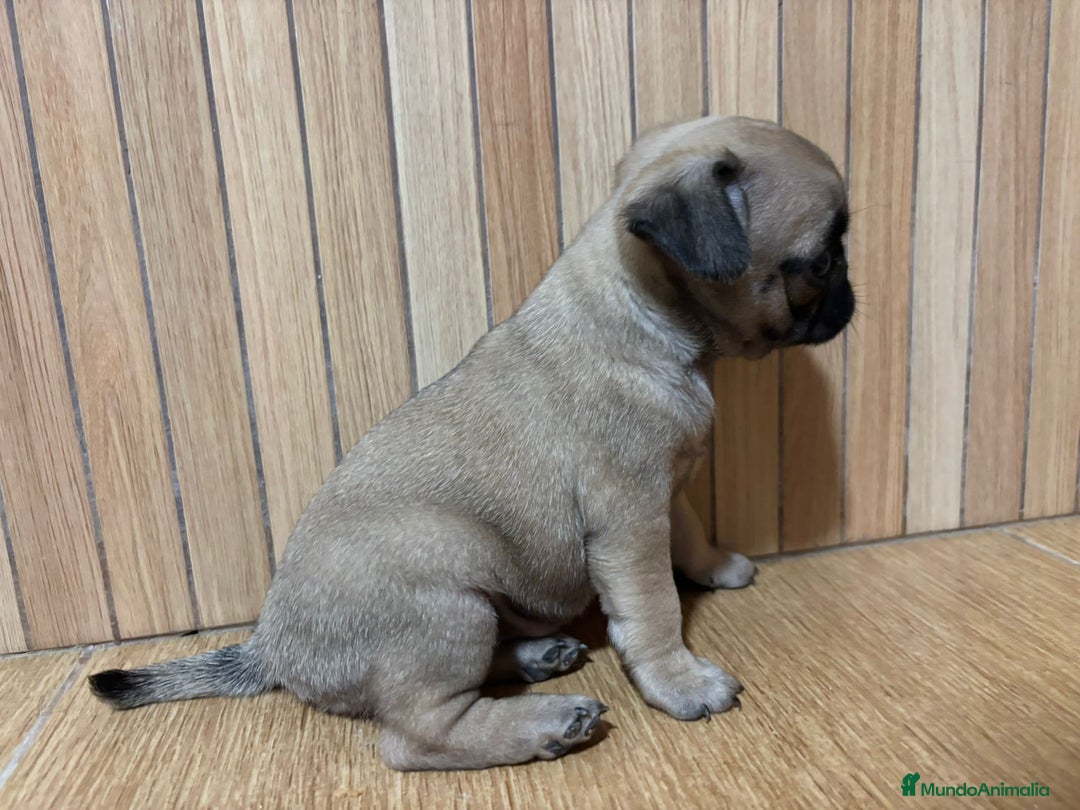 Carlino - Pug perros en venta: Carlino -pug - Anuncio 2