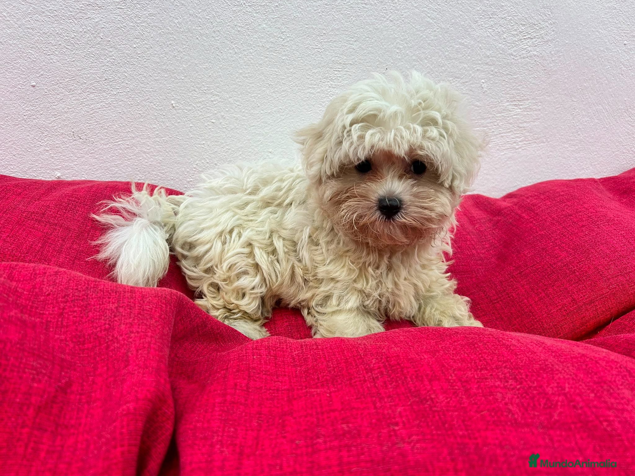 Bichón Maltés perros Bichon maltes  - Anuncio 1