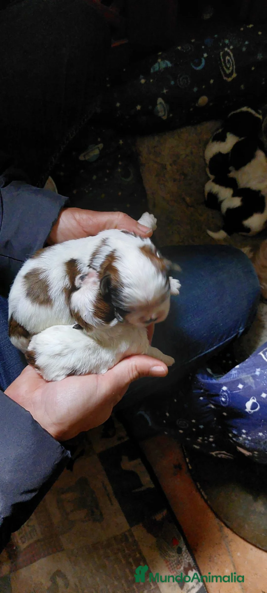 Shih Tzu perros en venta: SHIH TZU ECCUSIVOS - Anuncio 2