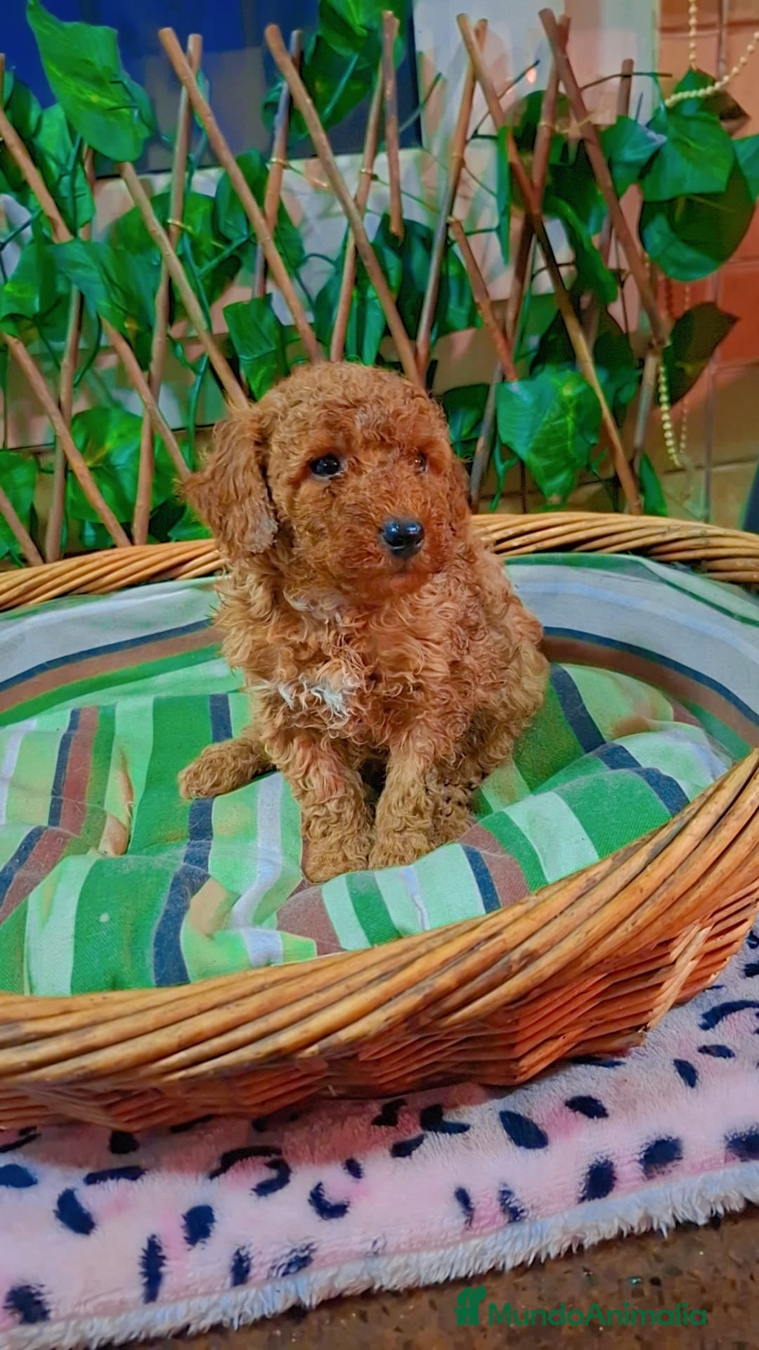 Caniche Toy perros en venta: Macho caniche toys  - Anuncio 2