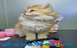 Británico de Pelo Largo gatos en venta: British Longhair Hembra 4516 AQUANATURA - Imagen 6