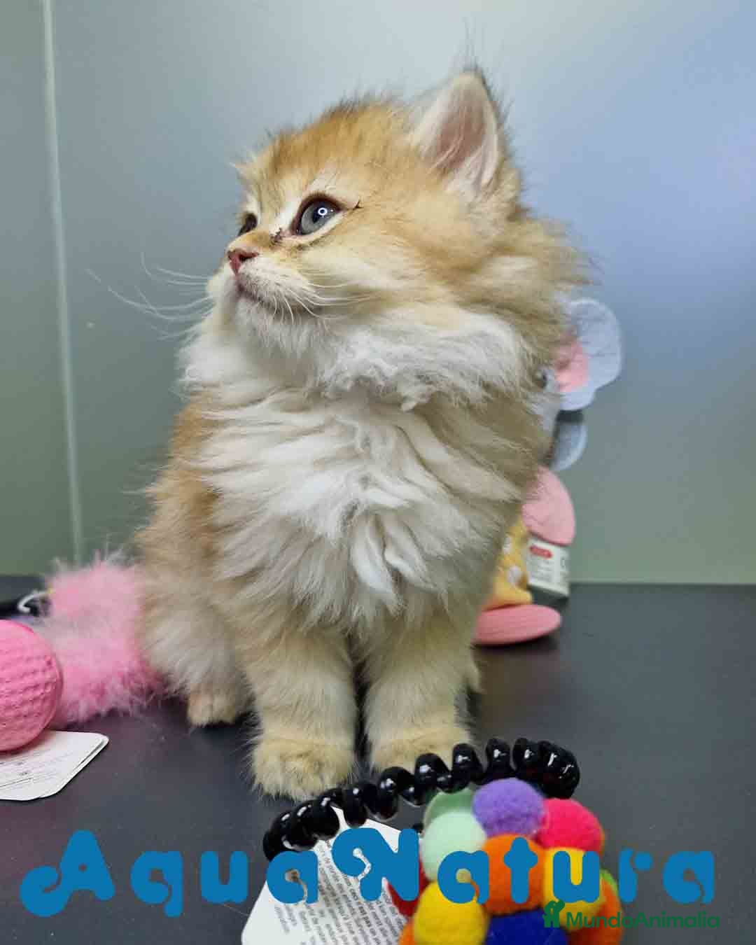 Británico de Pelo Largo gatos en venta: British Longhair Hembra 4516 AQUANATURA - Imagen 6