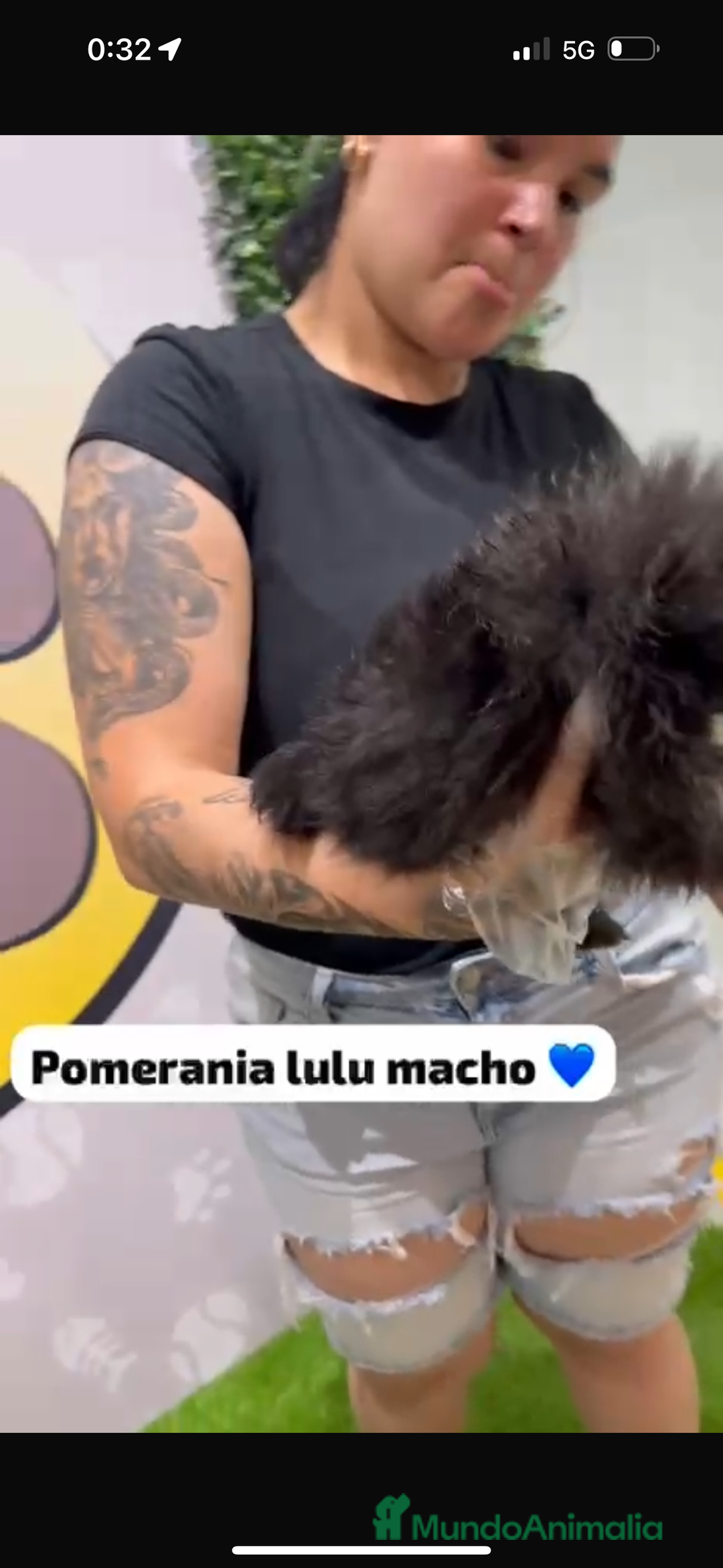 Pomerania perros en venta: Pomerania lulu macho - Imagen 3