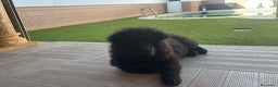 Chow Chow perros en venta: Última hembra de chow chow - Anuncio 2