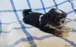 Shih Tzu perros en venta: SHIH TZU MACHO CALIDAD Y SELECCIÓN  - Imagen 4