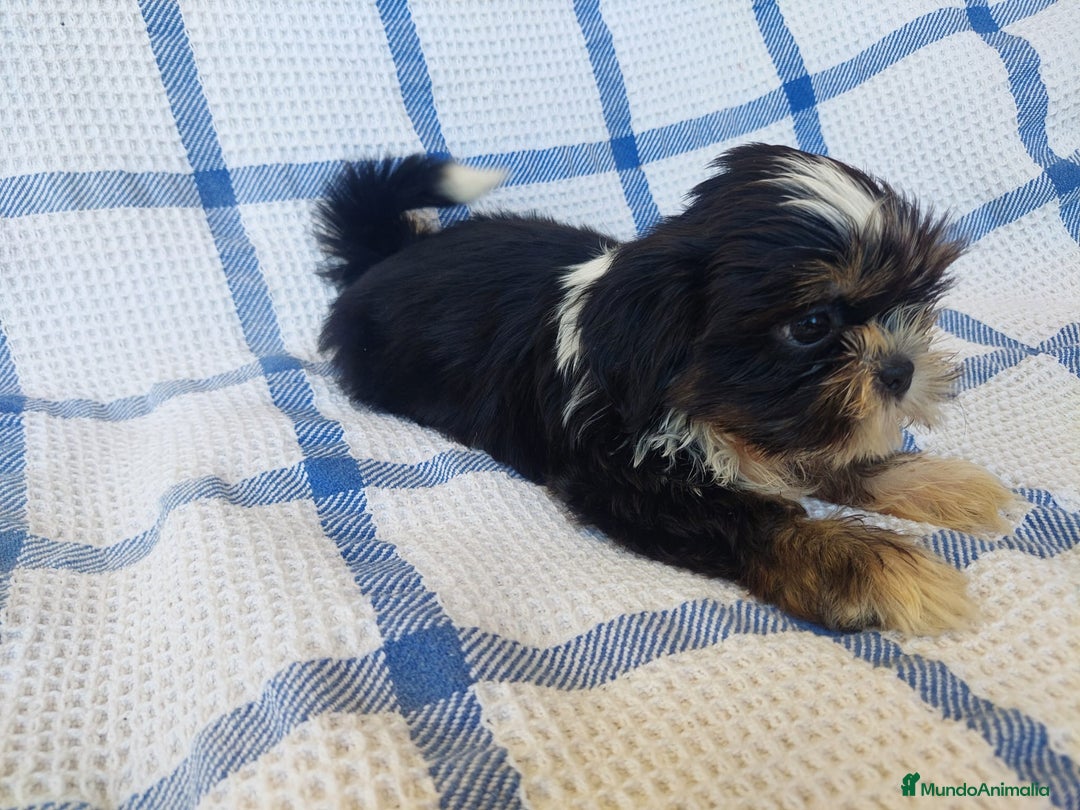 Shih Tzu perros en venta: SHIH TZU MACHO CALIDAD Y SELECCIÓN  - Imagen 4