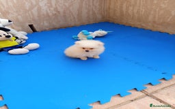 Pomerania perros en venta: Espectacular cachorro de pomerania mini - Imagen 1