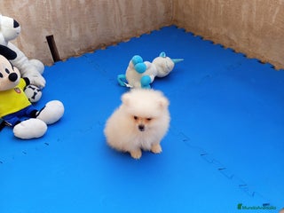 Pomerania perros - Anuncio 32