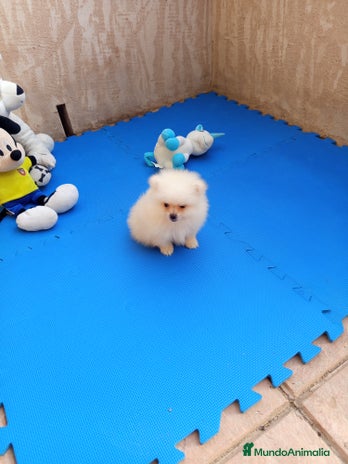 Pomerania perros - Anuncio 5