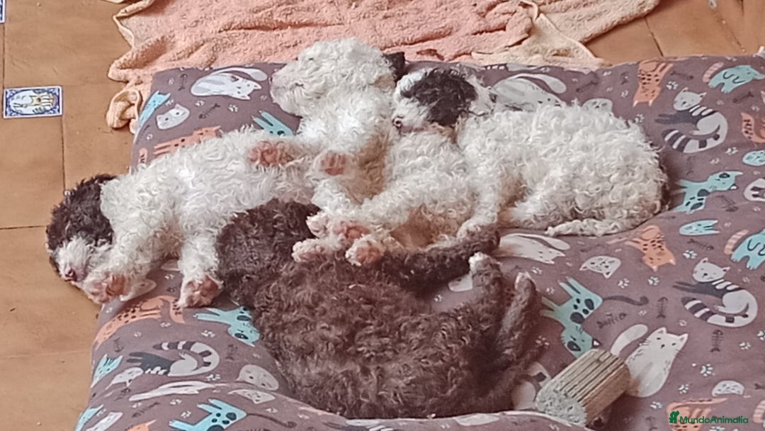 Perro de Agua Español perros en venta: Hembra disponíble - Imagen 5