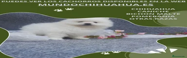 Pomerania 6