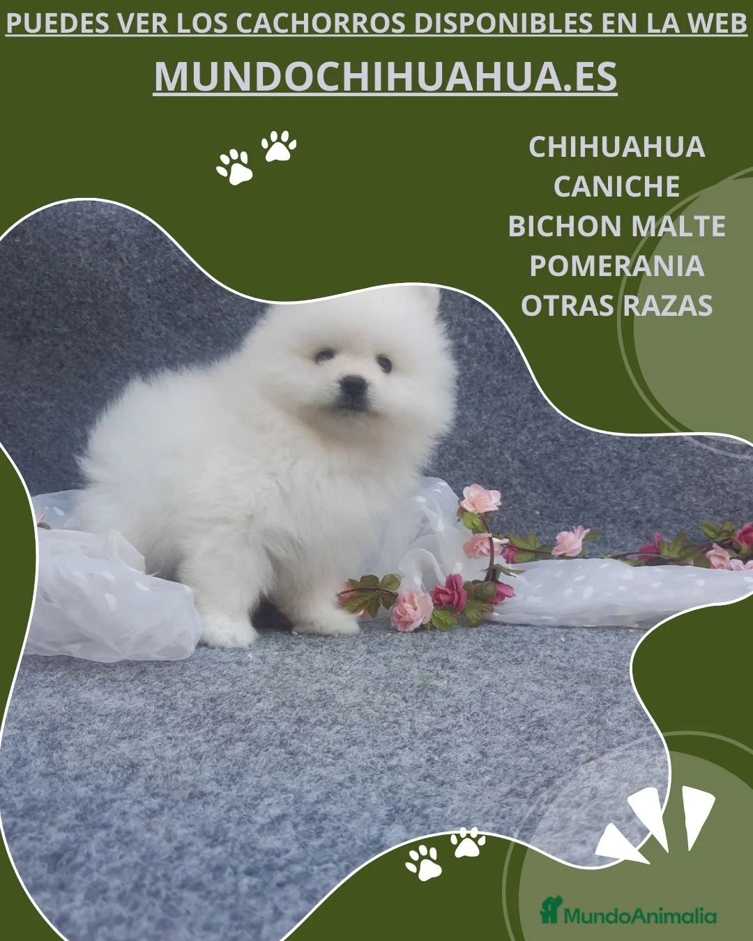 Pomerania perros en venta: IMPRESIONANTES CACHORRITOS DE POMERANIAS  - Anuncio 2
