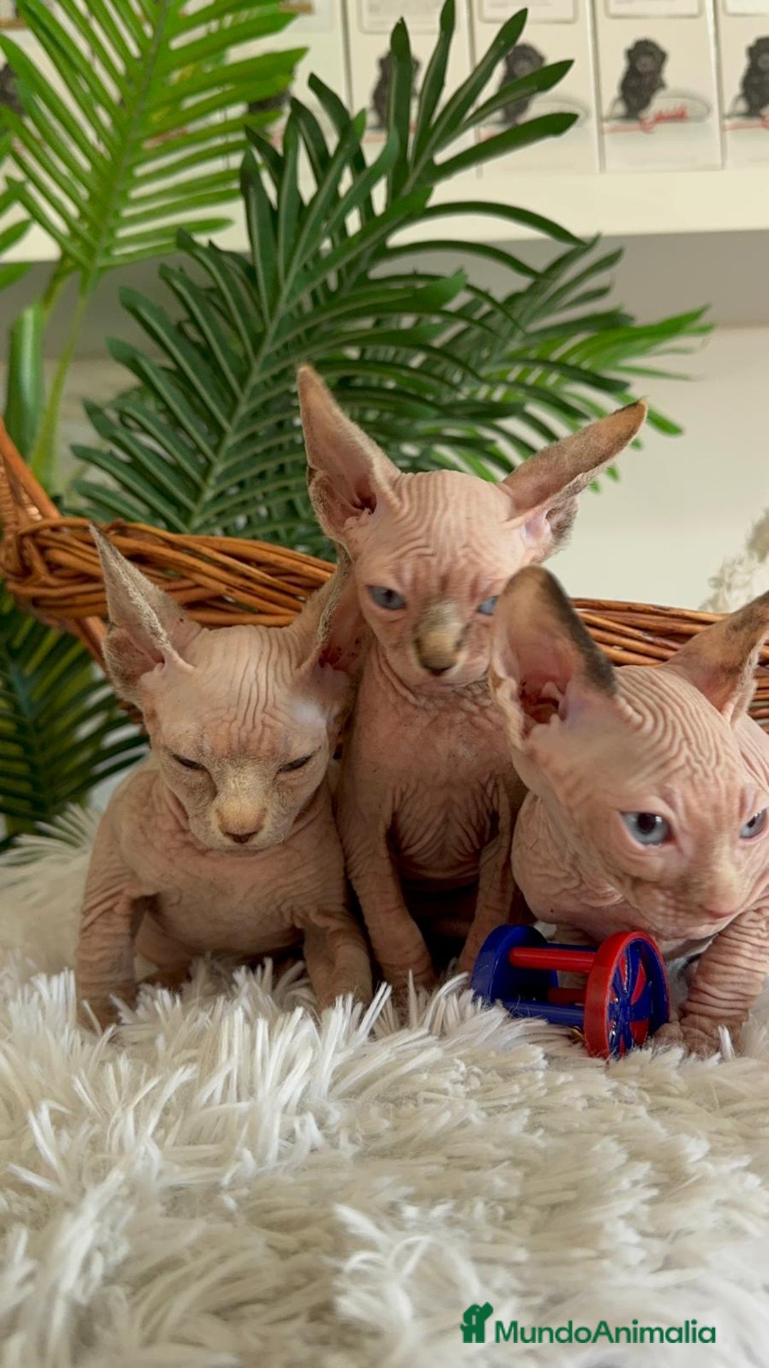 Sphynx gatos en venta: GATITAS SPHYNX - Anuncio 3