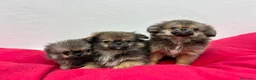 Pekinés perros en venta: Pekinés - Anuncio 3