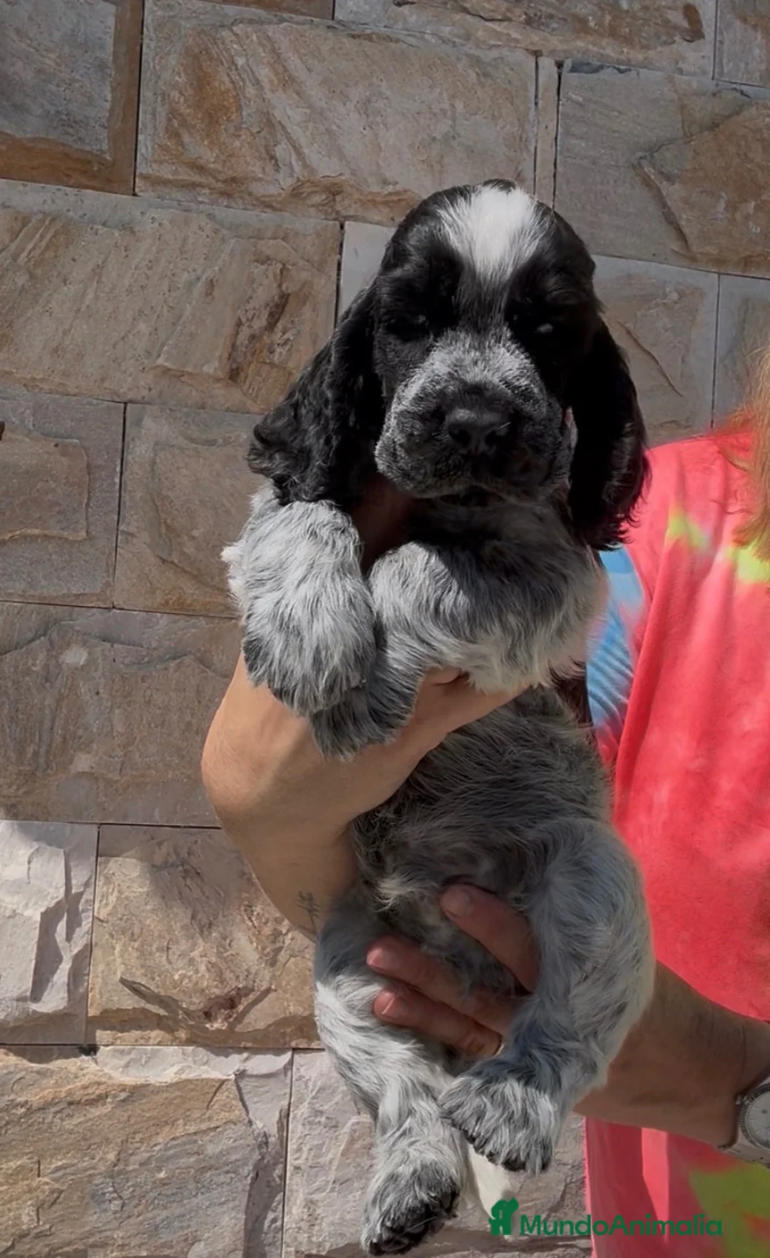 Cocker Spaniel Inglés perros en venta: Preciosos cachorros cocker inglés  - Anuncio 16