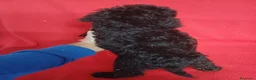 Perro de Agua Español perros en venta: Perro de Agua Español  - Anuncio 3