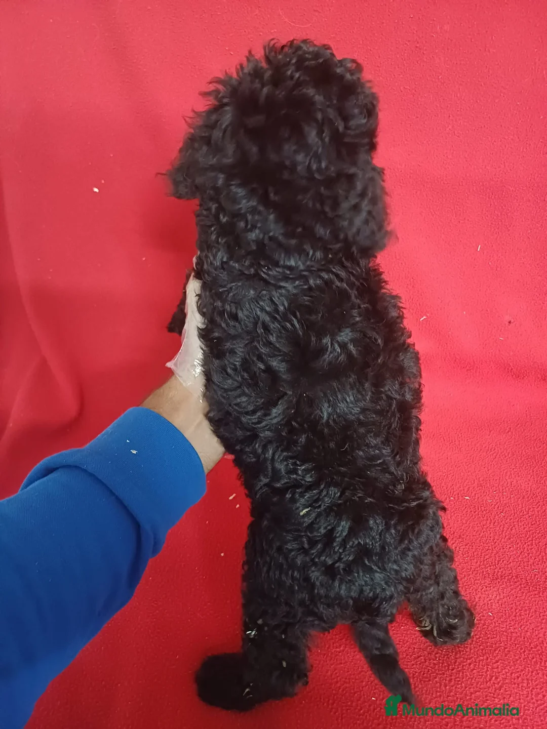 Perro de Agua Español perros en venta: Perro de Agua Español  - Anuncio 3