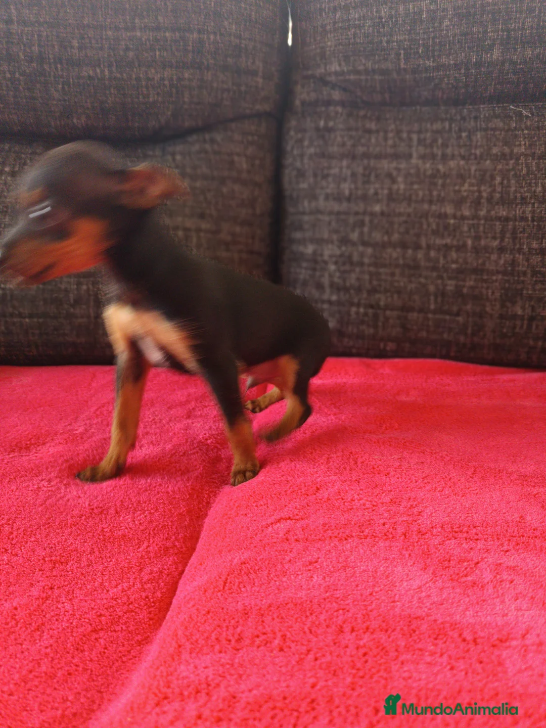 Pinscher Miniatura perros en venta: Pincher miniatura en Badajoz - Anuncio 2