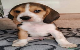 Beagle perros en venta: Beagle  - Imagen 7