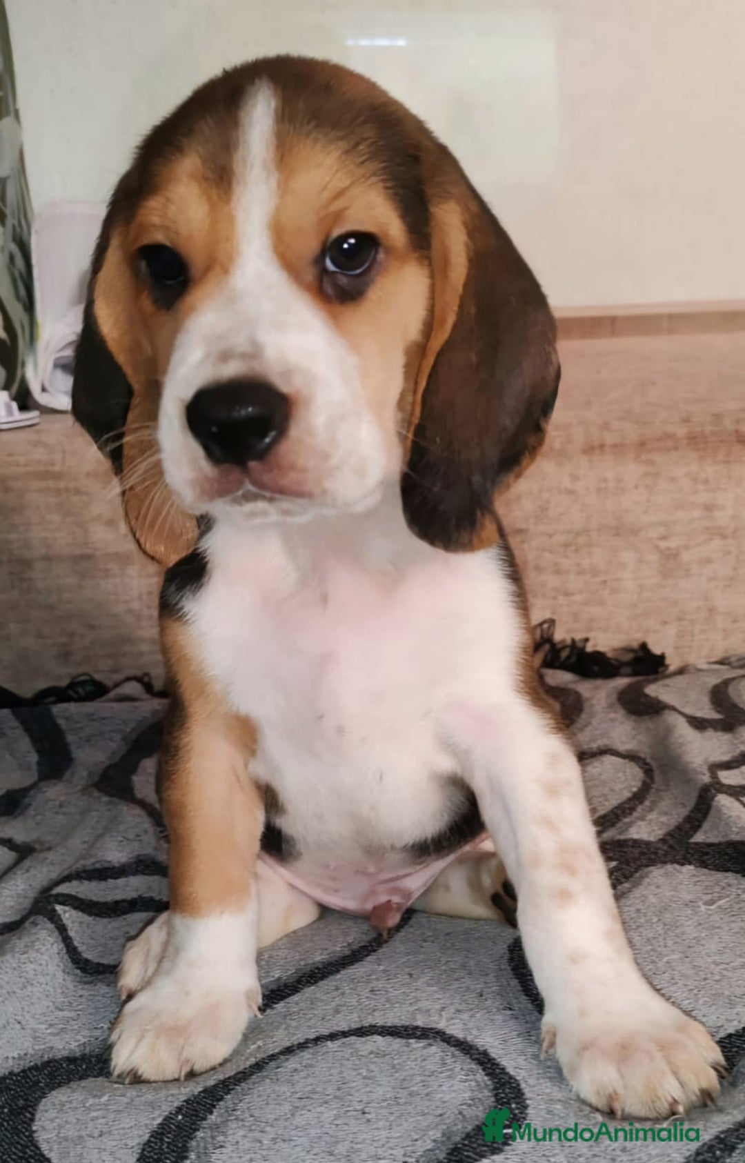 Beagle perros en venta: Beagle  - Imagen 7