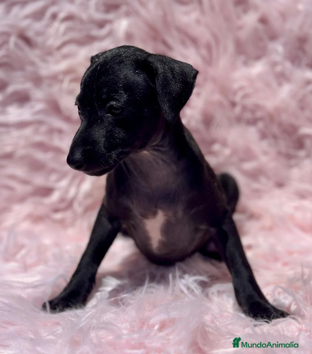 Pequeño Lebrel Italiano perros en venta: Piccolo italiano  - Anuncio 2