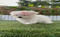 Bichón Maltés perros en venta: BICHON MALTES HEMBRA ENVIO A TODA ESPAÑA - Imagen 11