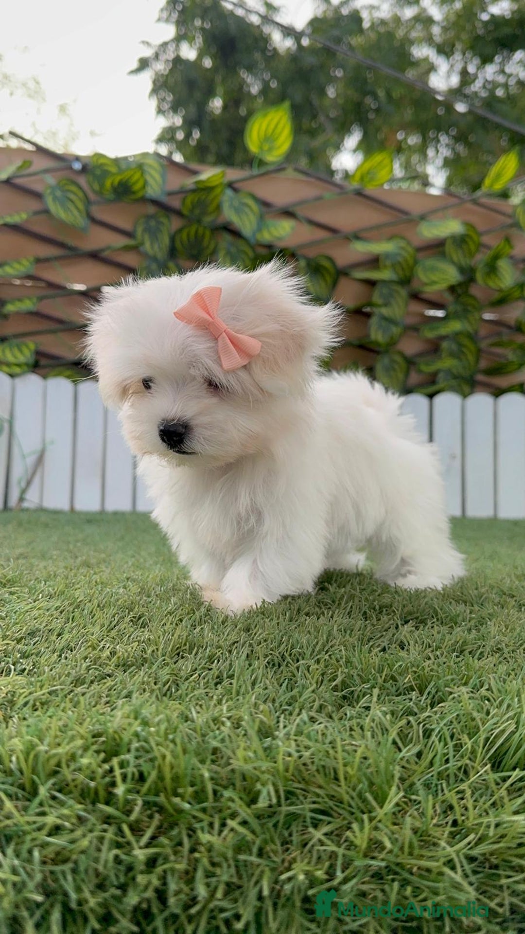 Bichón Maltés perros en venta: BICHON MALTES HEMBRA ENVIO A TODA ESPAÑA - Imagen 11