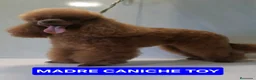 Caniche Toy perros en venta: Espectaculares caniche toy  - Anuncio 7