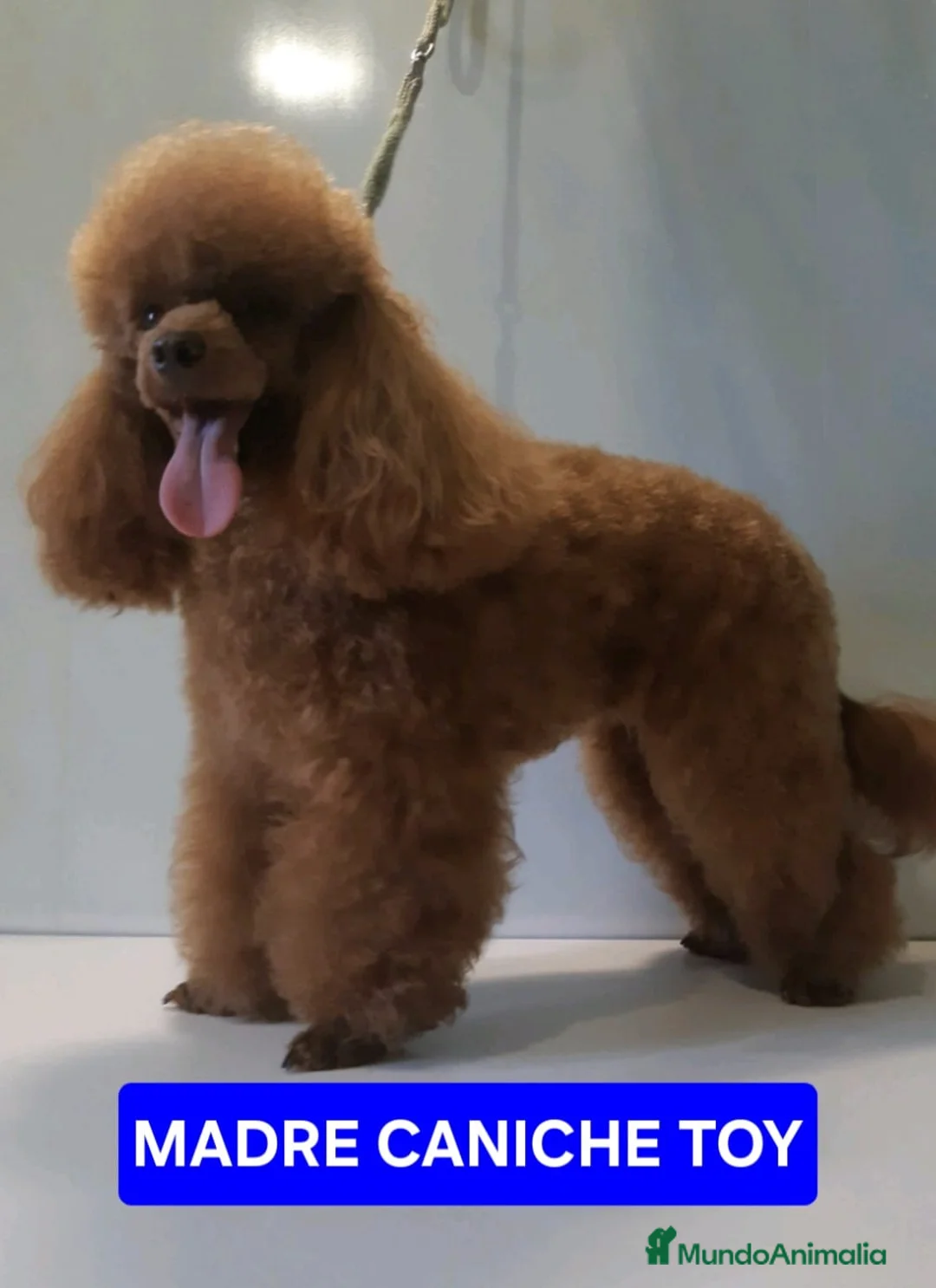 Caniche Toy perros en venta: Espectaculares caniche toy  - Anuncio 7